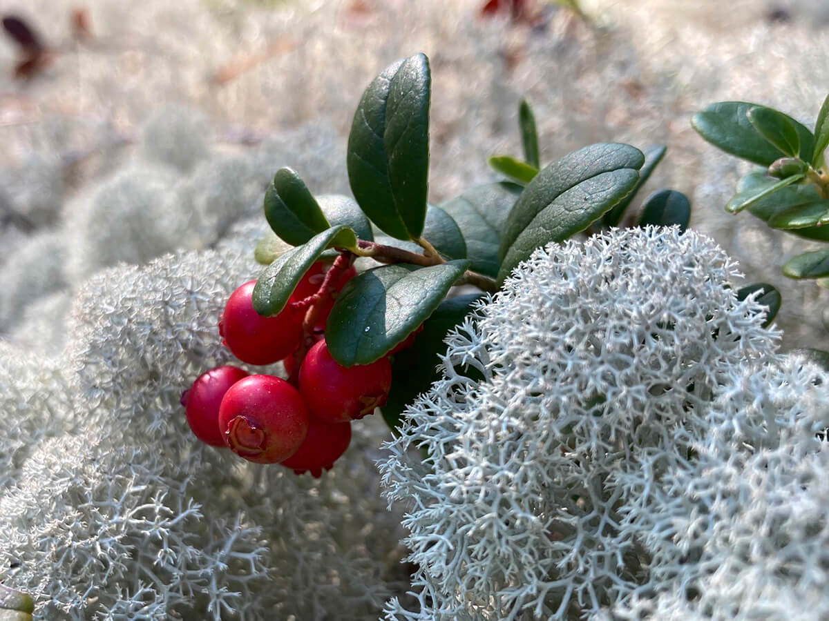 Inspiration from soft moss, lingonberries…